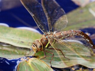 Orion_Fauna_dragonfly_2009_07_26_5580-1.jpg