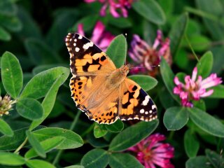 Orion_nature_and_culture_butterfly_2009_08_03_6556-1.jpg